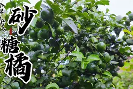 砂糖橘太好养了，楼顶盆栽种一棵，结果多到吃不完视频封面