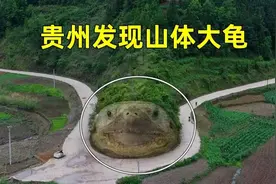 贵州大山里发现个“千年神龟”，颈部插有电线杆，道路都绕着它走视频封面