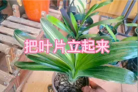 君子兰平时养护很重要，巧用一物可以使君子兰叶面立起来，学学吧视频封面