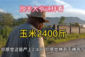 春玉米亩产2400斤，放羊大爷这样看，这是我见到最有代表性的看法视频封面
