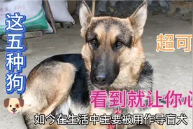 养狗就选择这5种狗，不但便宜而且又忠心，看完你就会喜欢上它们