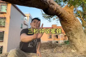 梅林老头子三秒钟收一窝蜜蜂，主动式暴力快速收蜜蜂详细教程！视频封面