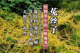 植物界中的吸血鬼——菟丝子视频封面
