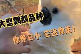 四种热门大型鹦鹉 没有一个省油的灯视频封面