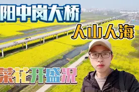 实拍阜阳中岗大桥油菜花海，现场盛况堪比春运，航拍视角美不胜收视频封面