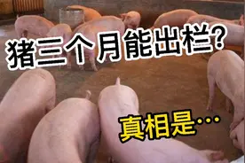 猪三个月就能出栏吗？喂催长素或抗生素吗？肉里有激素吗？视频封面