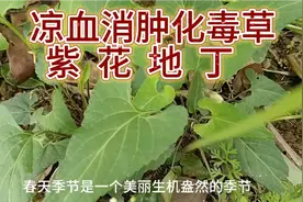 被称凉血消肿化毒草野菜——紫花地丁不仅可药用还是食材中王者视频封面