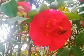 如果说我想和你虚度时光，会是怎样。好听的歌曲分享视频封面