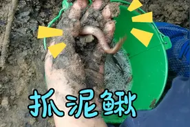 干涸的河道里居然有这么多泥鳅，小男孩和爸爸很快抓了一桶视频封面