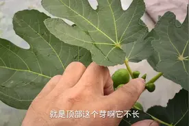 无花果不发新芽，出现“封顶”不要怕！2个方法即可轻松解决！视频封面