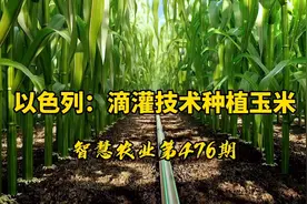 智慧农业476期：以色列滴灌技术种植玉米！特别干旱地区农业种植视频封面