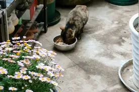 失子被困半月猫妈妈真聪明，被救出来后，怎么就找到了我家~视频封面