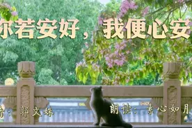 有了牵挂的人，人生才不会苍白。听散文《你若安好，我便心安》！视频封面