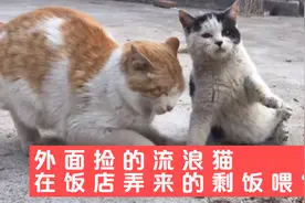 外面捡来的一只流浪猫，在饭店弄来的剩菜喂它，又吃成了打滚饭！视频封面