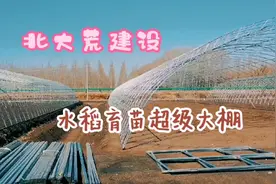 北大荒！建设水稻育苗超级大棚！！视频封面
