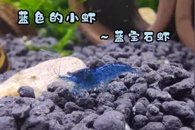 大海是蓝色的，天空是蓝色的，就连我养的小虾也是蓝色的视频封面