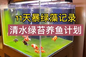 清水绿苔养鱼计划，11天暴绿藻的记录，暴藻到底怎么操作才最有效视频封面