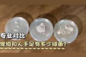 培养细菌，我们手上有多少细菌呢，宠物细菌会比我们脚上的多么？视频封面