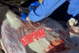 带你看牛腩是牛的什么部位视频封面