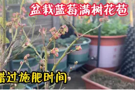 盆栽蓝莓满树花苞时，别错过最佳施肥时间，能促进多结果不落果视频封面