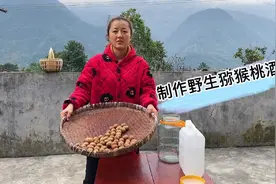 摘的野生猕猴桃实在是吃不完了，弄一些来泡酒视频封面