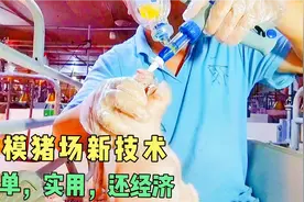 母猪分娩接产输液，仔猪滴鼻接种，全套技术分享视频封面