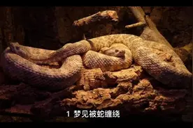 梦见蛇是什么预兆视频封面