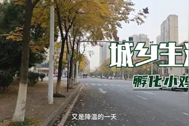城乡生活，用电孵化小鸡