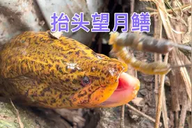 有很多人说有的鳝鱼是望月鳝，到底什么才能叫望月鳝？视频封面