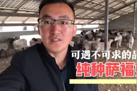 为什么萨福克如此受欢迎？难道只是因为炒种的原因吗？视频封面