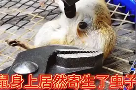 小丽帮松鼠拔马蝇幼虫，过程相当解压！视频封面