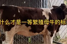 要是想败家就买紫红花，小王告诉你什么样的母牛才是好牛！视频封面