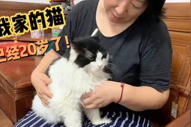 父母养的猫已经20岁了！所以说姜还是老的辣，听爸妈的准没错！视频封面