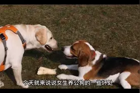为什么不建议女孩子养公狗！！！视频封面