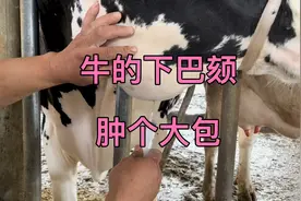 牛下巴颏肿个大包，放线菌，怎么处理呢，详细教程视频封面