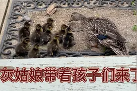 野鸭子灰姑娘带着九个孩子出来了！她知道来找人要食物！视频封面