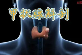 人体局部解剖学-甲状腺解剖视频封面