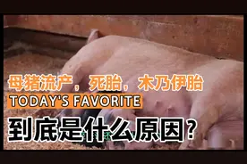 母猪流产，死胎，木乃伊胎到底是什么原因？视频封面