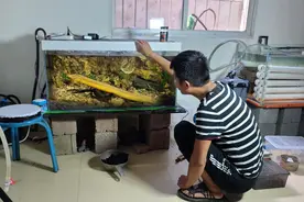 黄鳝在鱼缸里养了1年，把它抓出来看看长多大了，是亏还是赚了？视频封面