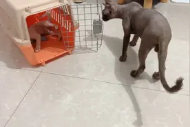 请教怎么把公猫和母猫一起养不打架？视频封面