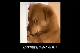 它的表情包很多人在用！网红小狗疑遭主人扎针虐待？警方介入视频封面