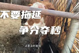 牛肚子疼踢肚子及时治疗土方法，希望能帮到每个养殖户，转发