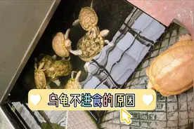 乌龟不进食的原因以及开食方法#乌龟 #科普视频封面