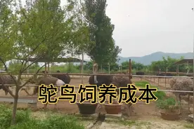 小伙养几十只鸵鸟，每天喂这些东西，农村到处都是视频封面