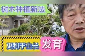 退休大叔黄杨种植新方法，更利于生长发育，值得大家收藏一试视频封面
