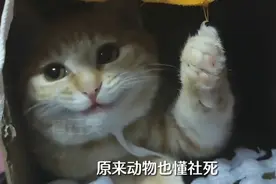 做完绝育的猫咪扯到伤口后会怎样呢？看完笑不活了！动物也懂社死视频封面
