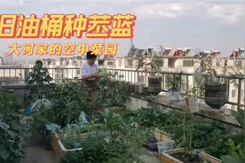 水果苤蓝又叫大头菜，是一种食药两用的蔬菜，居然还能一种两收。视频封面
