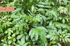 身边的草药（413），血满草，祛风利水活血通络的草药视频封面