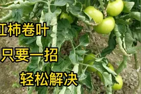 西红柿卷叶别着急，农村奶奶教你一招，轻松解决。