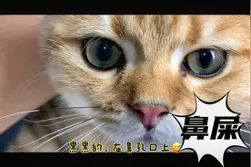 小猫咪竟然也会有鼻屎🤣‼️来围观一下猫妈妈给小猫咪洗脸脸😅👍😉视频封面